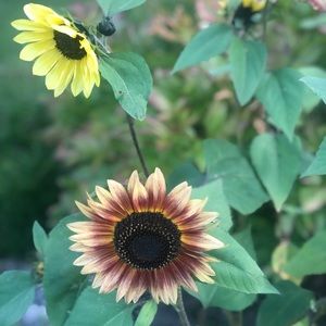 Meet your Posher, Bonnie